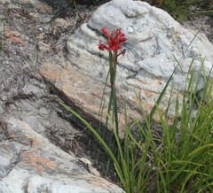 Tritoniopsis pulchra