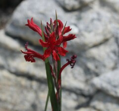 Tritoniopsis pulchra