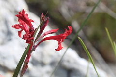 Tritoniopsis pulchra