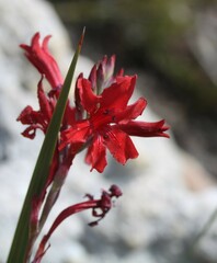 Tritoniopsis pulchra