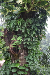 Syngonium podophyllum
