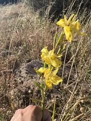 Moraea ramosissima