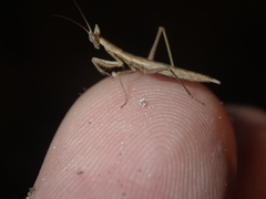 Apteromantis aptera