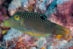 Canthigaster solandri