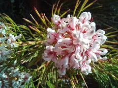 Serruria rubricaulis