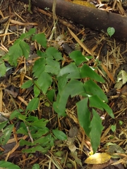 Adiantum macrophyllum