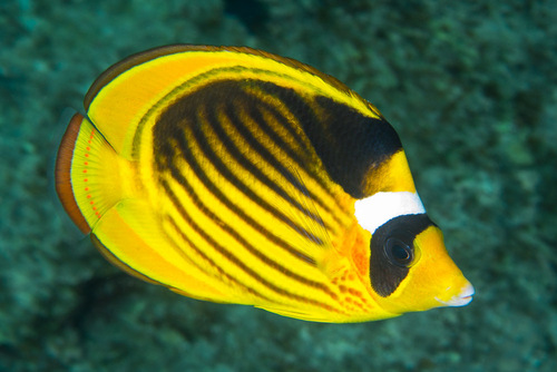 Red Sea Raccoon Butterflyfish