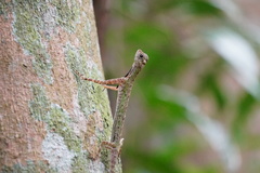 Draco melanopogon