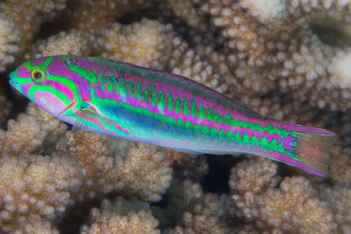 Five striped surge wrasse (Thalassoma quinquevittatum) — Labridae — 4