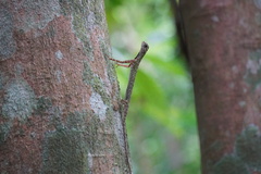 Draco melanopogon