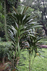Cordyline rubra
