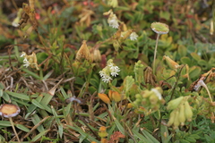 Silene crassifolia
