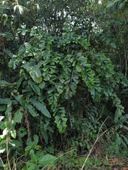 Aiphanes simplex