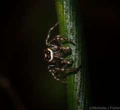 Paraphilaeus daemeli