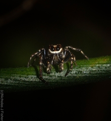 Paraphilaeus daemeli