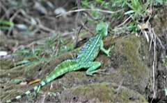 Basiliscus plumifrons