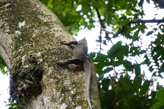 Varanus nebulosus