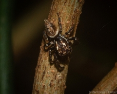 Paraphilaeus daemeli