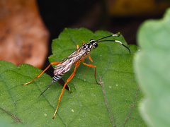 Polycyrtus neglectus