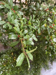 Ilex vomitoria
