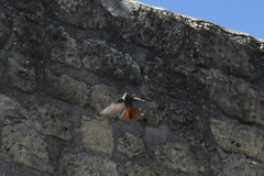 Phoenicurus ochruros