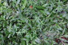Eragrostis amabilis