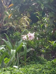 Crinum