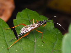 Polycyrtus neglectus