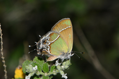 Callophrys xami xami