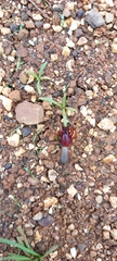 Gnaphosidae