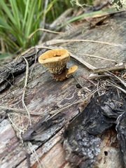 Gloeophyllales