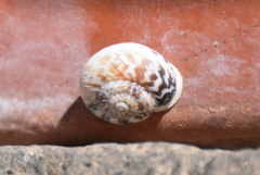 Marmorana muralis