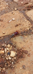 Gnaphosidae