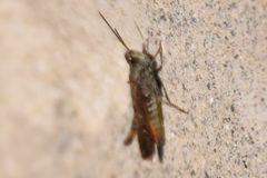 Chorthippus brunneus