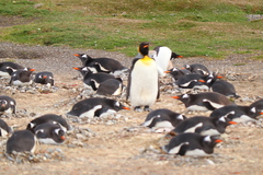 Aptenodytes patagonicus