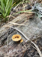 Gloeophyllales