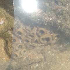 Palythoa mutuki