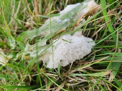 Didymium mucilago