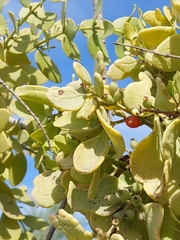 Phragmanthera guerichii