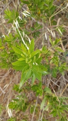 Nidorella ivifolia