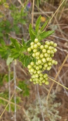 Nidorella ivifolia