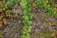 Maytenus procumbens