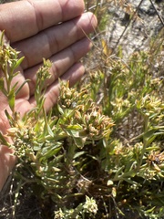 Thesium spicatum