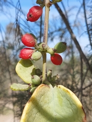 Phragmanthera guerichii