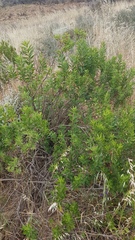 Nidorella ivifolia