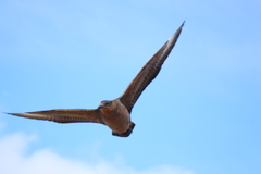 Stercorarius chilensis