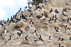 Leucocarbo magellanicus