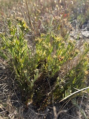 Thesium spicatum