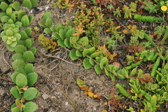 Maytenus procumbens
