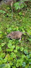Muroidea
